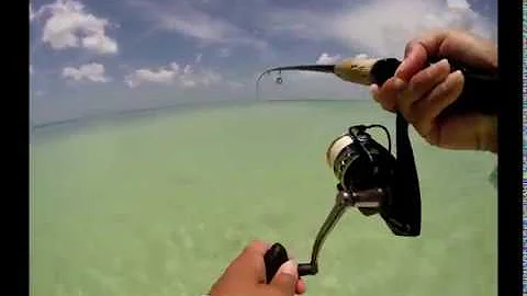 Susan Barger bonefish