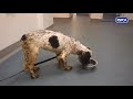 RSPCA prosecution of Christopher Paul Adam of Coxhoe, Durham, NE England