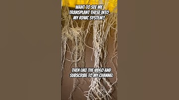 Getting Ready To Transplant Into RDWC System #shorts #DWC #RDWC #Hydroponics