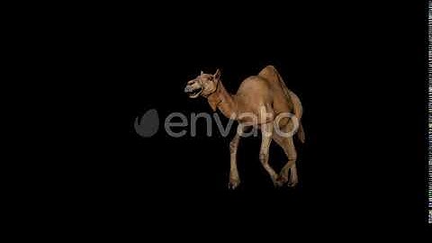 Camel Run Front | Motion Graphics - Envato elements