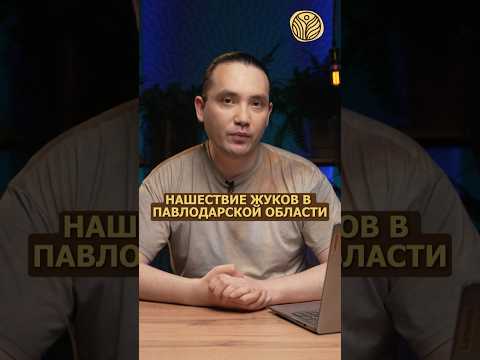 ⬆️жми по ссылке на полное видео | Нашествие жуков в Павлодарской области #новости #казахстан