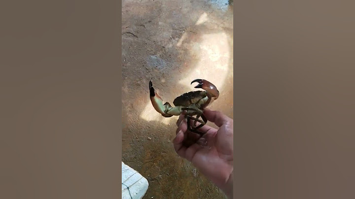傳說中只吃蟹鉗的螃蟹，你見過嗎？ 【探海漁人】