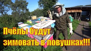 видео: ОСМОТР ПРИВЕЗЁННЫХ ТРЁХ БРОДЯЧИХ РОЁВ ПОЙМАНЫХ В ЛОВУШКИ,ПРОВЕРКА НА ЗАКЛЕЩЁННОСТЬ ОБЪЕДИНЁННЫХ РОЁВ картинка: ОСМОТР ПРИВЕЗЁННЫХ ТРЁХ БРОДЯЧИХ РОЁВ ПОЙМАНЫХ В ЛОВУШКИ,ПРОВЕРКА НА ЗАКЛЕЩЁННОСТЬ ОБЪЕДИНЁННЫХ РОЁВ