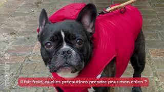 🐶 Il fait froid, quelles précautions prendre pour votre chien ? 🐾 – Minute Papillon EP.10