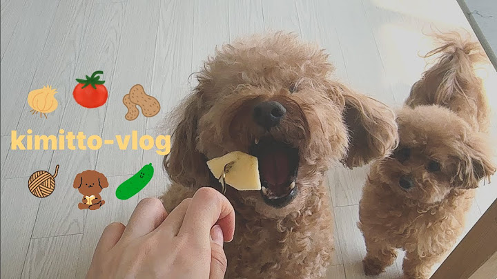vlog_강아지랑 함께하는 일상, 카프리제 샐러드, 마늘 베이컨 볶음밥, 사과 땅콩버터 🍎🥜 🧄🥓🍅