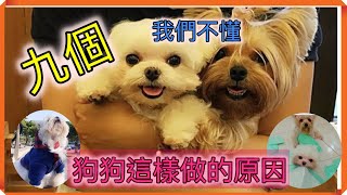 【養狗知識小百科】九個我們不懂狗狗這樣做的原因，原來是這樣啊～～