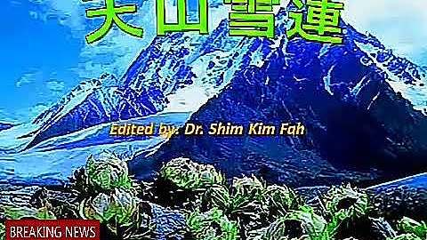 Hoa thiên sơn tuyết liên ( vua thảo dược )