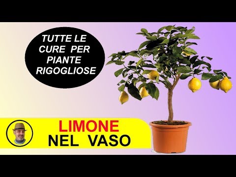 Video: Coltivazione del limone Meyer: consigli su come prendersi cura di un albero di limone Meyer