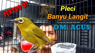 Pleci BANYU LANGIT By OM. ACUS Dextro 87