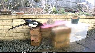 Magpie 0, Freda 1. 23 March 2024.