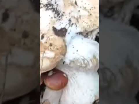 Рекордно - великий гриб 😲