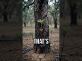 Fireproof and thriving #naturefacts #trees #science