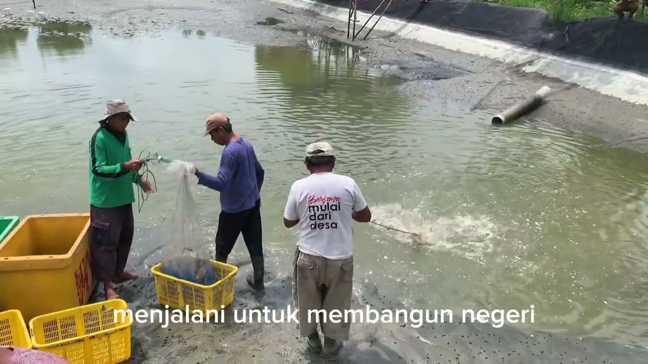 KOLABORASI PETAMBAK BUMI DIPASENA DGN PT. SAKTI BIRU INDONESIA 