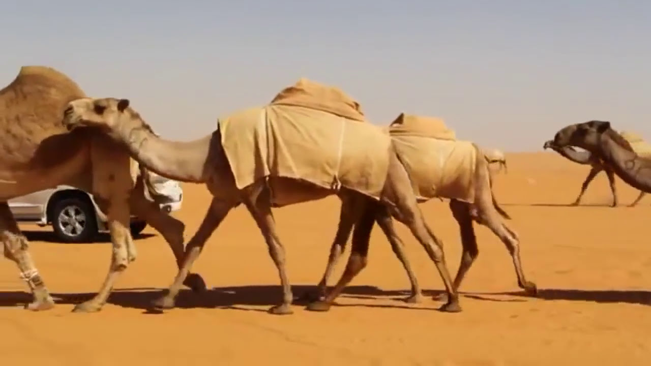 منقية علوش بن ناصر العلوش ( الطايلات )