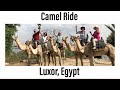 Camel ride along the Nile River on the West Bank of Luxor, Egypt - G Adventures Egypt Upgraded