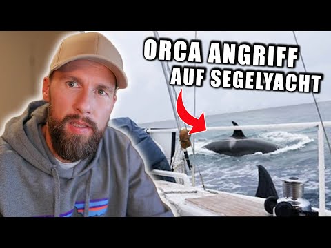 Video: Killerwale Wandern Ab, Studienfunde, Aber Warum?