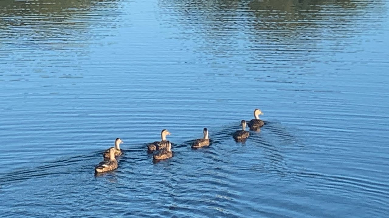 Morning walk at Betmar Acres