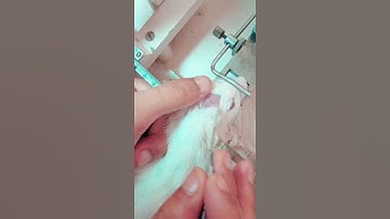 Stereotaxic apparatus. Neurosurgical procedure on rats. Pharmatitans 🔥