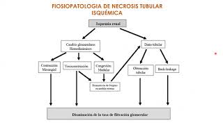 HISTOLOGIA DEL SISTEMA URINARIO