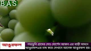 পদ্মডুবি গ্রামের মোঃ মোর্শেদ আকন এর বাড়ী সামনে আঙুরফল🍇এর চাষ করে সেখানে আনেক আঙুরফল 🍇হয়।