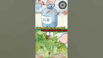 Cách đuổi ốc sên ra khỏi vườn Xà Lách hiệu quả