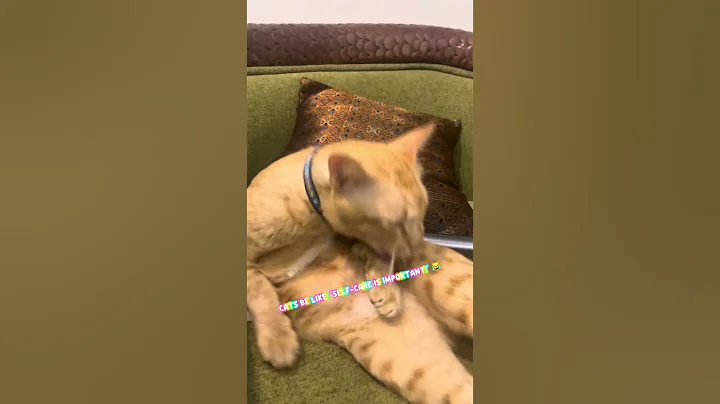 Watch the video about Cats Be Like