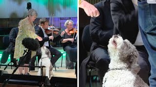 These Three Good Dog Performed A Symphony With An Orchestra In Denmark And They Were Perfect