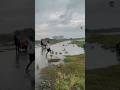 Hujan ya panggah di umbulno #layangan #kiteflying #kite #hujan