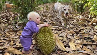 Super fun! Luk and puppy discovered giant durian fruit in garden