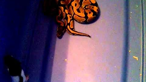 Ball Python