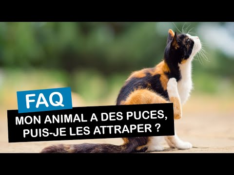 Vídeo: Com Desfer-se De Les Puces En Un Apartament I En Animals