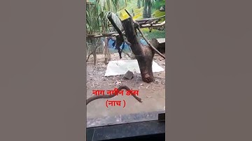 nag nagin dance #snake #nagin #dance #snake #love #animal dance नाग नागिन का