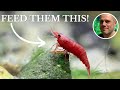 What do red cherry shrimp eat feeding red cherry shrimp the best foods for color growth and eggs