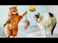 動物たちの可愛いドタバタ劇に大爆笑！😆