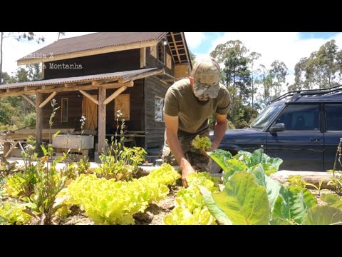 Vídeo: Alimento Complementar Para Frango Em Uma Cabana De Verão