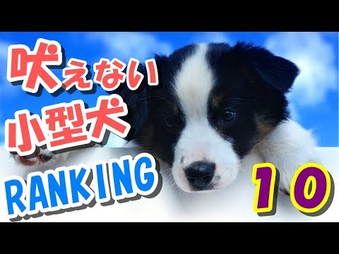 おすすめ 吠えない小型犬ランキング１０ 愛犬を選ぶ時に考えよう Youtube