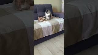 борьба за мягкое место 😁🐾 #котик #мур #живаяприрода #место #под #солнцем