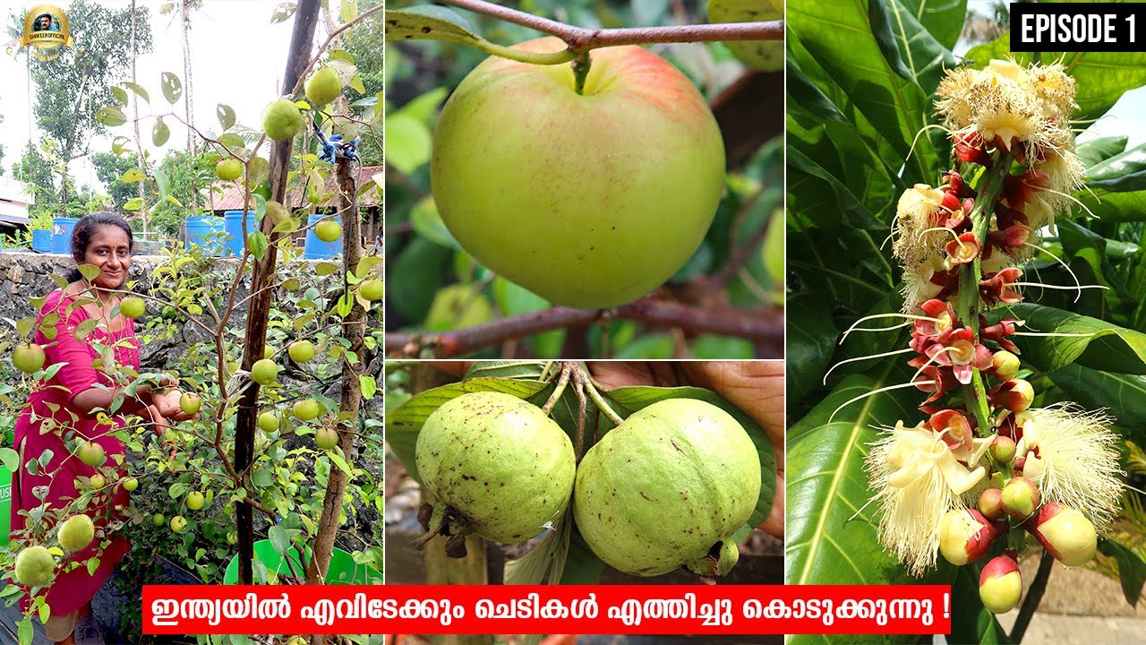 രണ്ടര ഏക്കറിൽ 250 ലധികം ഡ്രമ്മുകൾ അതിലെല്ലാം വിദേശികളും സ്വദേശികളുമായ പഴച്ചെടികൾ #EXOTICFRUITSPLANTS