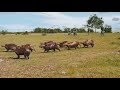 Destino Casanare | Safari Llanero #EcoTurismo #TurismoComunitario