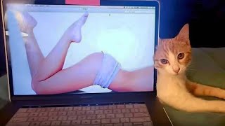 10 Mins Of  Funniest Cats Stuck  🐱🐶 Funniest Animals 2024 by Furry Buddy 429 views 2 months ago 9 minutes, 39 seconds