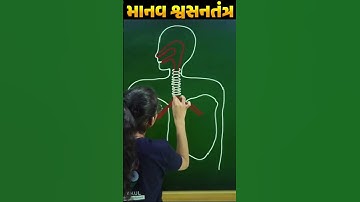Human Respiratory System | મનુષ્યનું શ્વસનતંત્ર