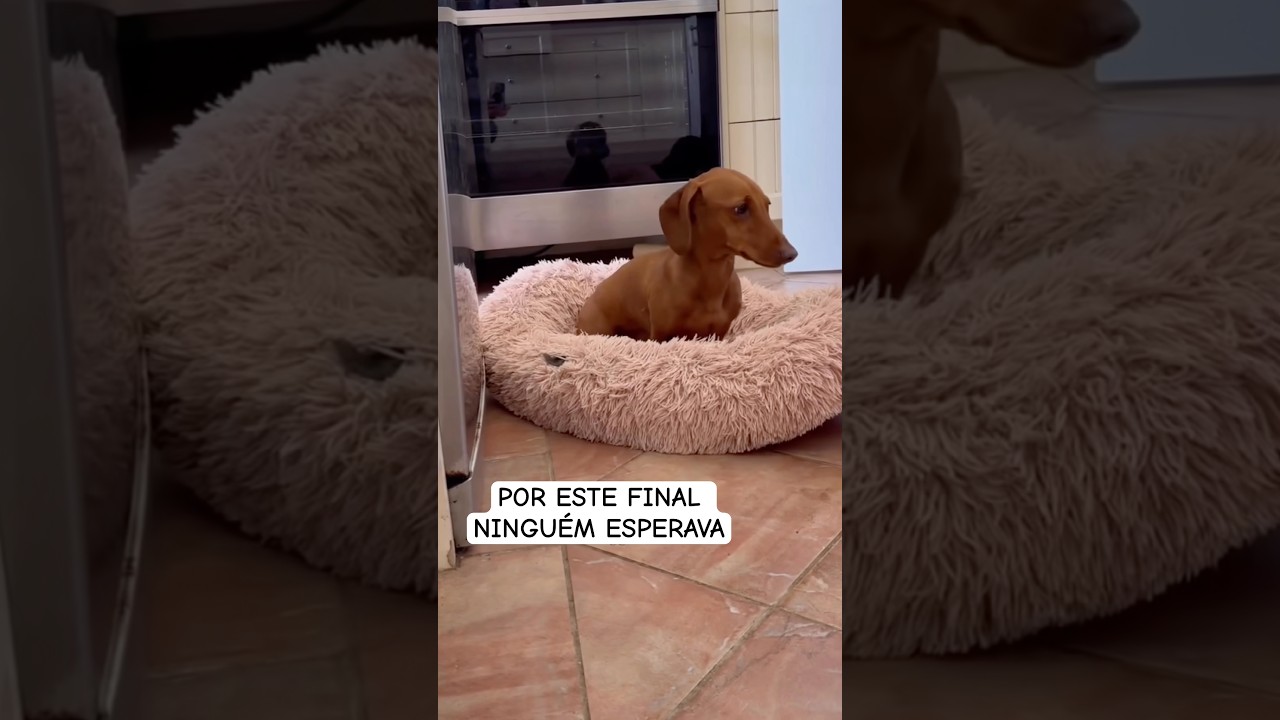 NINGUÉM ESPERAVA ESTE FINAL #petsfofinhos #pets #dog