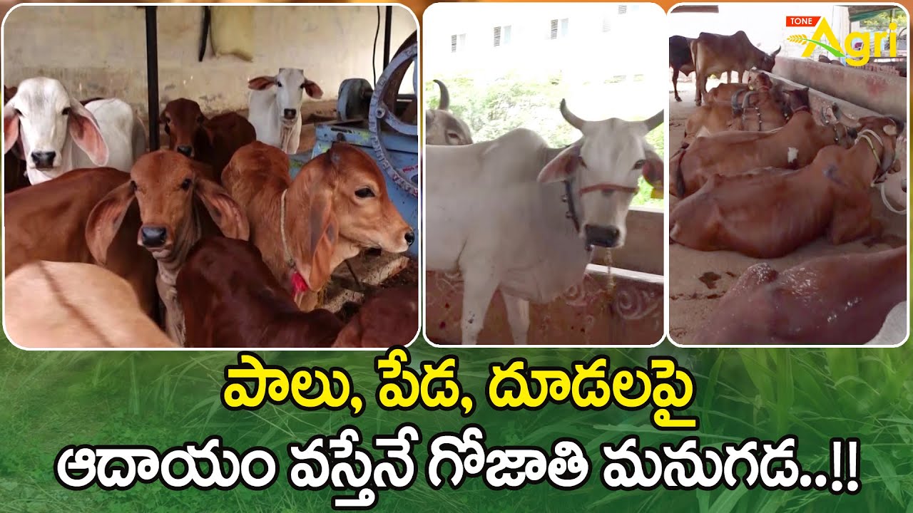 Desi Cow Milk Business పాలు, పేడ, దూడలపై ఆదాయం వస్తేనే గోజాతి మనుగడ