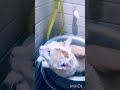 leo loves water a lot here's the proof #cat #fyp #youtube