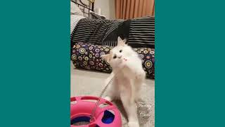 Funny Cats  Cute and Baby Cats Videos Compilation