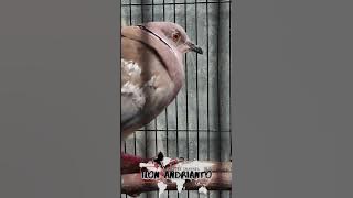 suara unik burung cuhu hasil anakan puter geni / puter lumut & tekukur