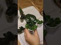 African Violet Second Propagation of a Leaf #houseplants #propagation