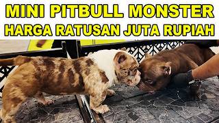 Anjing Mini Pitbull Monster Harga Ratusan Juta Rupiah
