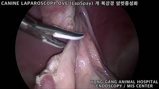 [용강동물병원] CANINE LAPAROSCOPY OVE (LapSapy) 개 복강경 암컷중성화 (대형견)