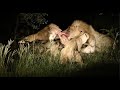 Male lions steal Prides meal!